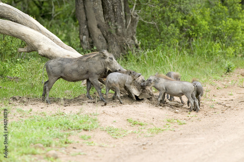 Family of warthogs in Umfolozi Game Reserve  South Africa  established in 1897