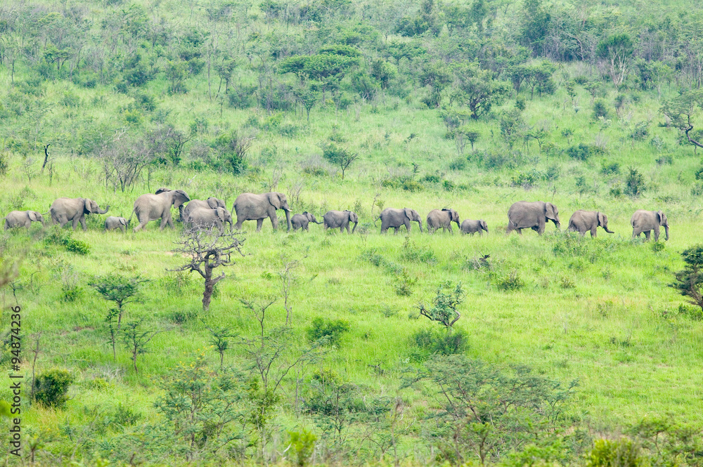 Herd of elephants in the brush in Umfolozi Game Reserve, South Africa, established in 1897 Herd of elephants in the brush in Umfolozi Game Reserve, South Africa, established in 1897
