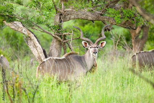 Nyala, also called Bushbuck in Umfolozi Game Reserve, South Africa, established in 1897 photo