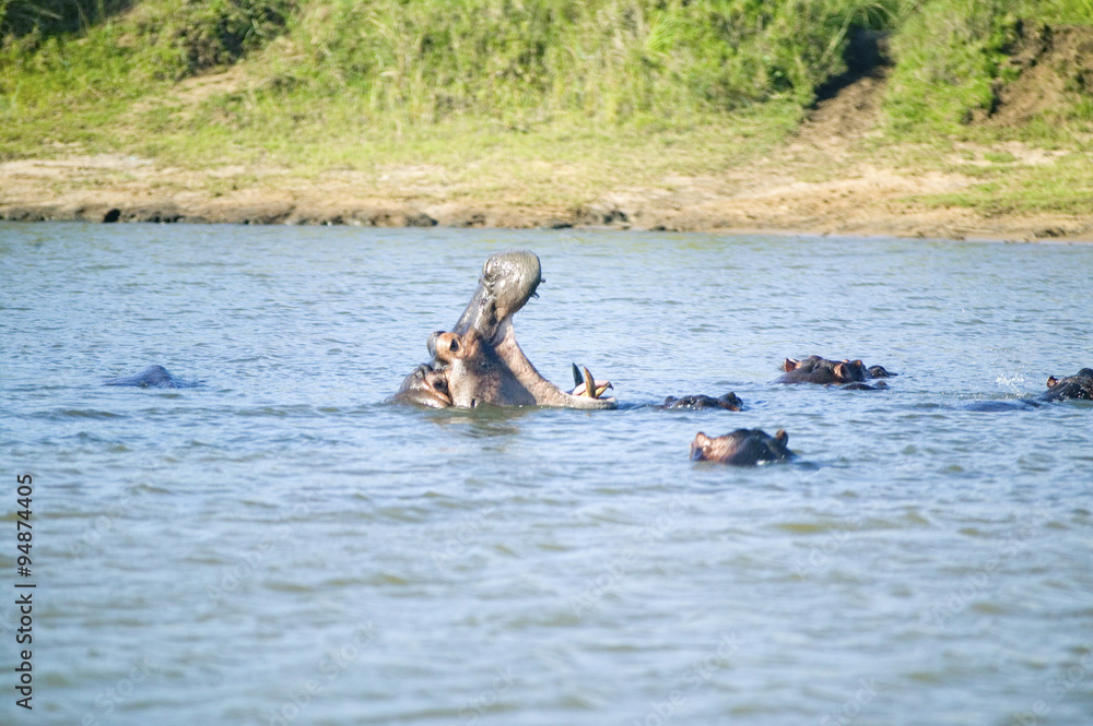 Fototapeta premium Hippo opening mouth in a sequence of shots in the Greater St. Lucia Wetland Park World Heritage Site, St. Lucia, South Africa