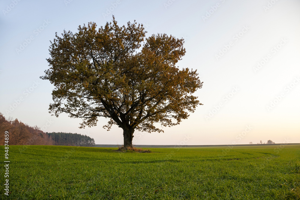 Oak autumn season Oak autumn season