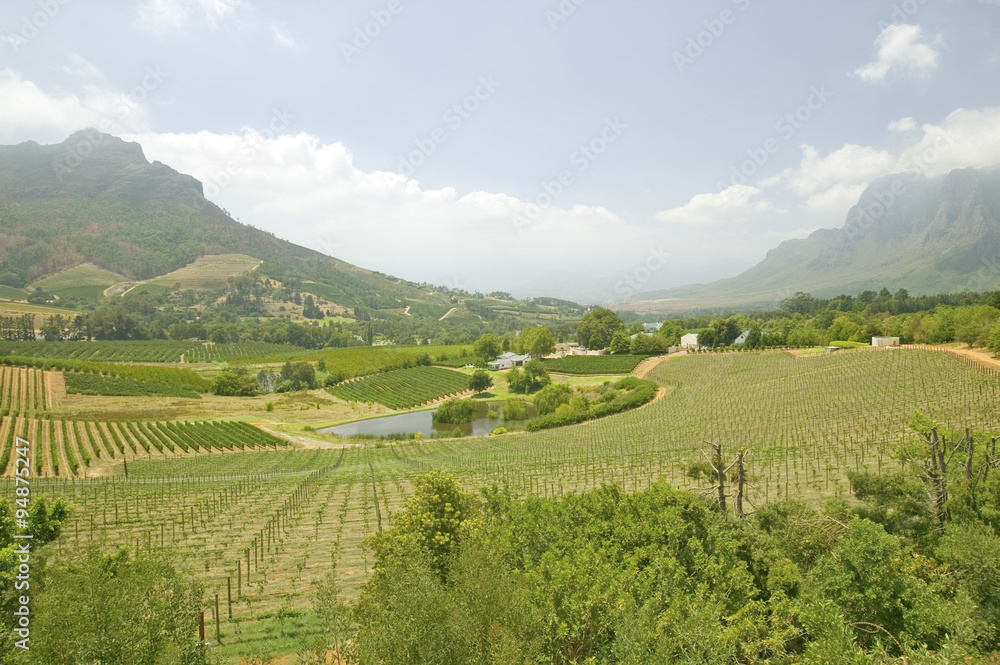 Stellenbosch wine route and valley of vineyards, outside of  Cape Town, South Africa