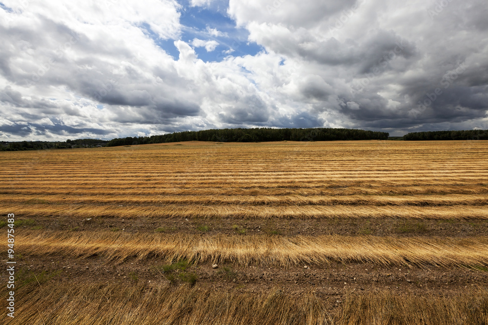 Flax field . autumn