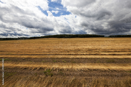 Flax field . autumn