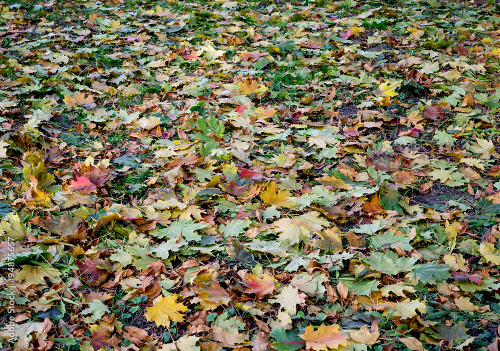 Autumn scene with dried leaves fallen on the ground