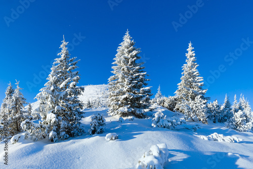 Morning winter mountain landscape  Carpathian  Ukraine .