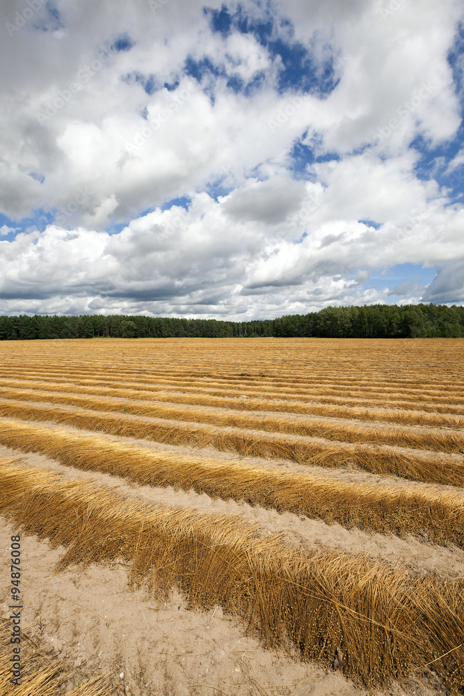 Fototapeta premium Agricultural field . flax 