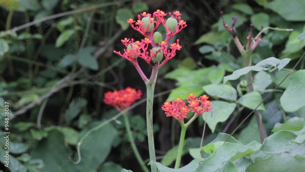 red Buddha belly plant (Jatropha podragrica), herb, to stop breeding red Buddha belly plant (Jatropha podragrica), herb, to stop breeding