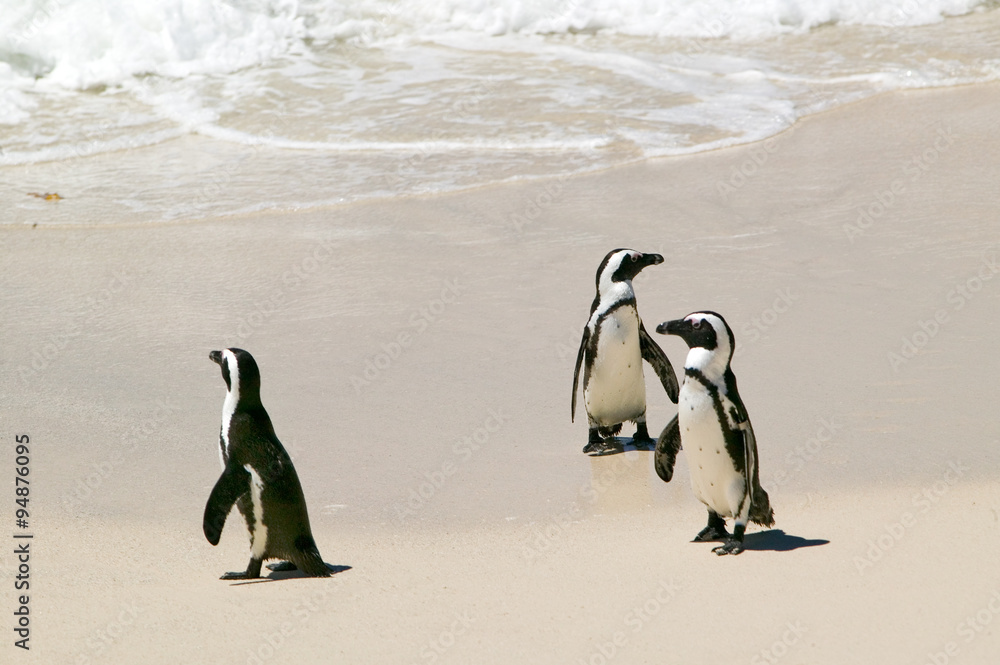 Fototapeta premium Penguins at Boulders Beach, outside of Cape Town, South Africa