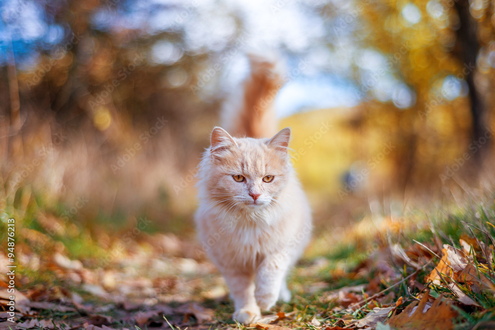 beautiful cat walking in autumn