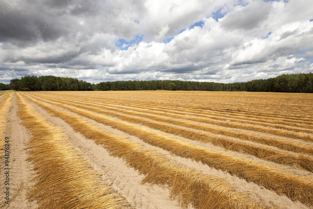 Flax field . autumn