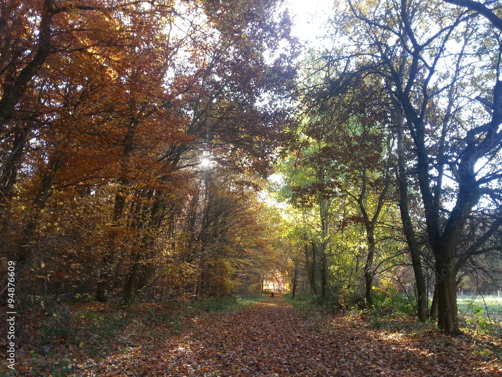 Naklejka premium Waldweg im Herbst