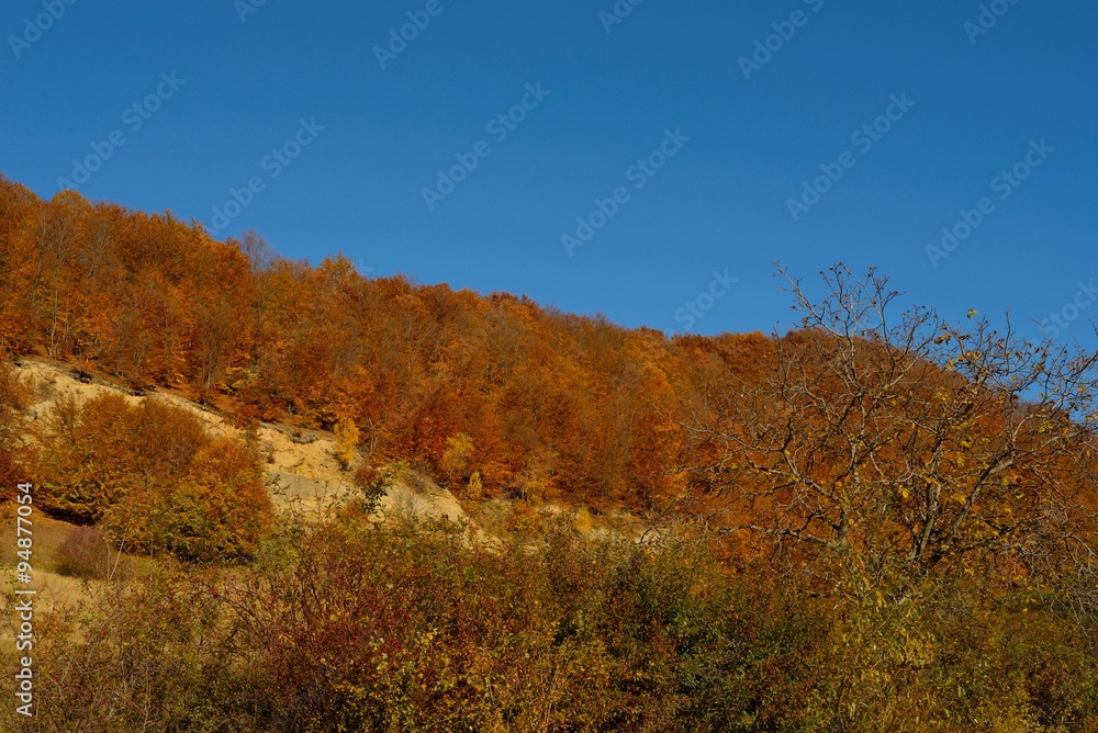 Fototapeta premium Autumn colors in the forest and a blue sky