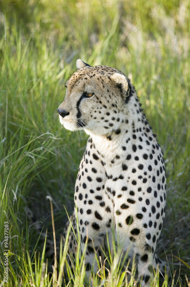 A Cheetah sits in deep green grass of Lewa Wildlife Conservancy, North Kenya, Africa A Cheetah sits in deep green grass of Lewa Wildlife Conservancy, North Kenya, Africa