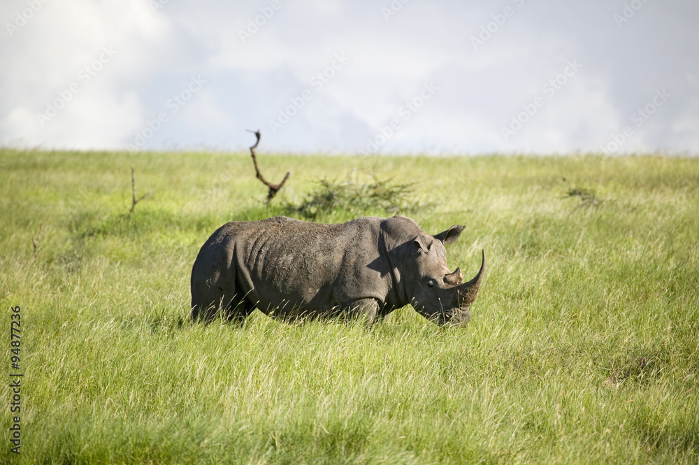 Obraz premium Black Rhino in the green grass of Lewa Wildlife Conservancy, North Kenya, Africa