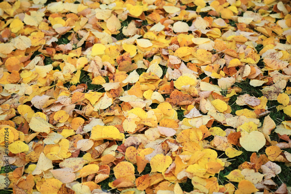 tapis d'automne tapis d'automne