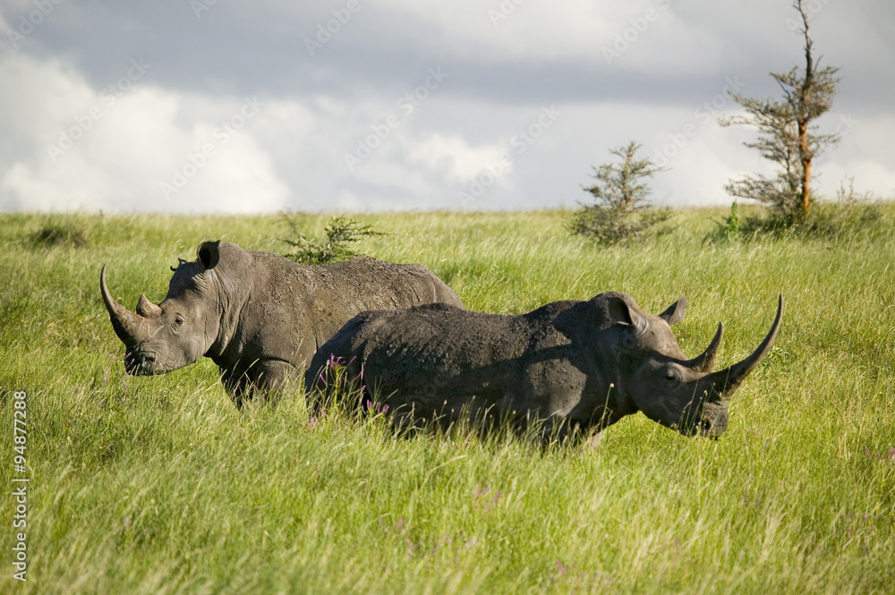 Obraz premium Black Rhino in the green grass of Lewa Wildlife Conservancy, North Kenya, Africa