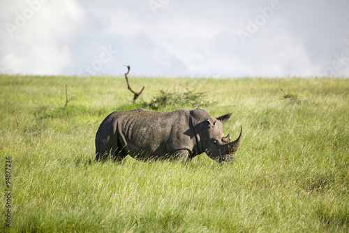 Black Rhino in the green grass of Lewa Wildlife Conservancy  North Kenya  Africa