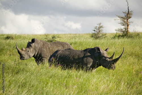 Black Rhino in the green grass of Lewa Wildlife Conservancy  North Kenya  Africa