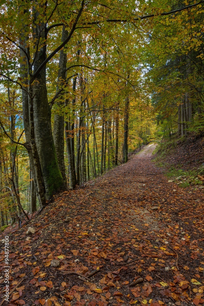 Obraz premium Autumn forest