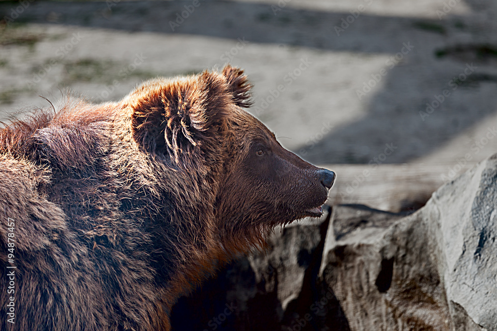 Fototapeta premium Big Brown Bear