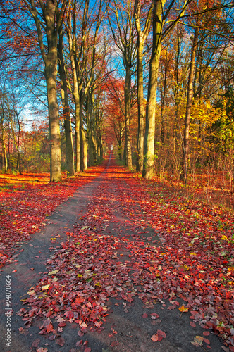 Road in autumn in the forest