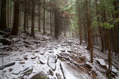 forest trees. nature snow wood backgrounds. winter