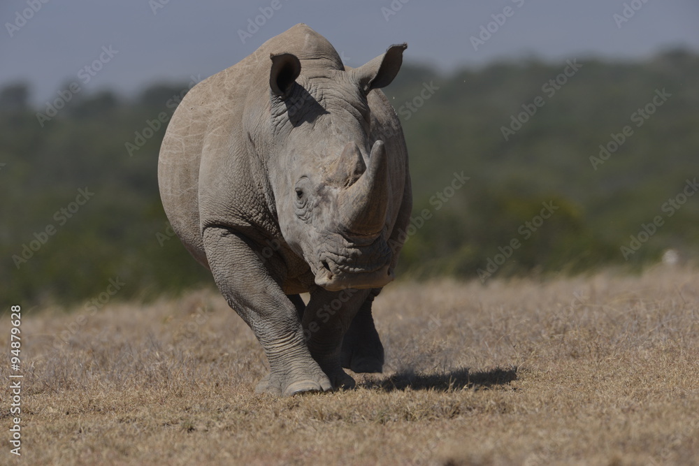 Fototapeta premium Southern White Rhino Charge