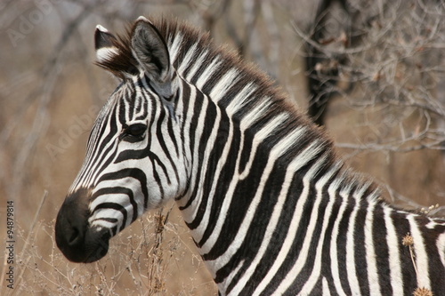 Zebra  Tanzania  Africa  December 2008