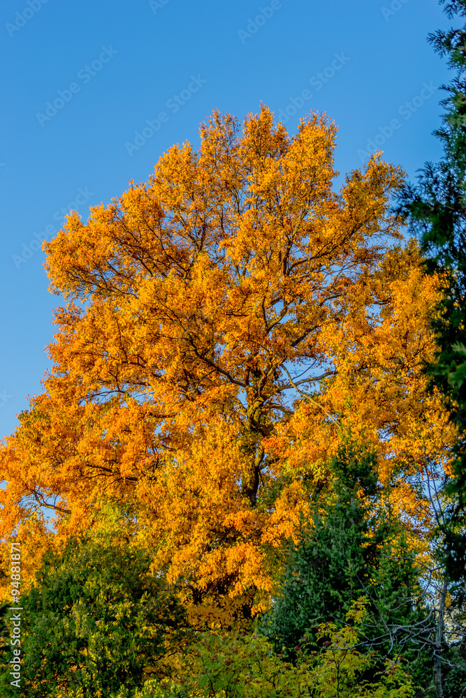 Couleurs d'automne au Parc de la Tête-d'Or de Lyon