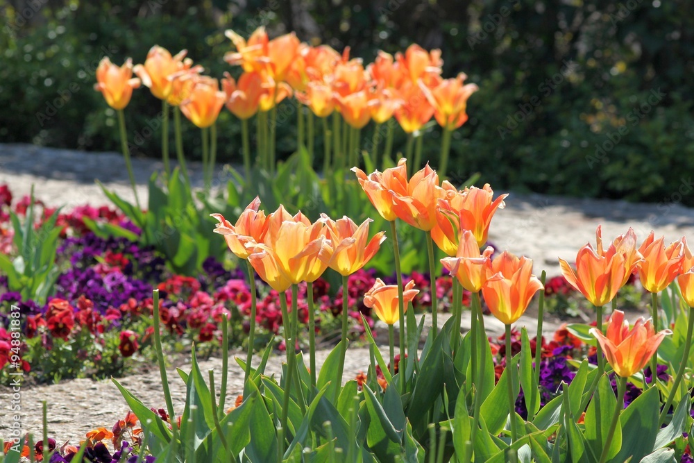 Клумба с оранжевыми тюльпанами в ботаническом саду г. Балчик (Болгария) 