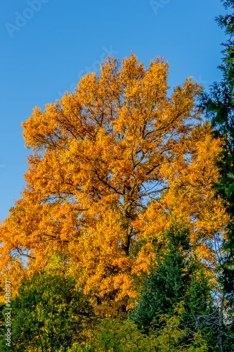 Couleurs d'automne au Parc de la Tête-d'Or de Lyon