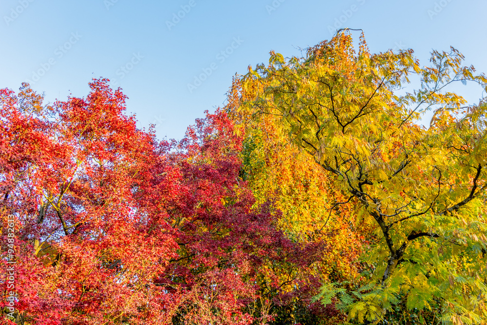 Couleurs d'automne  au Parc de la Tête-d'Or de Lyon