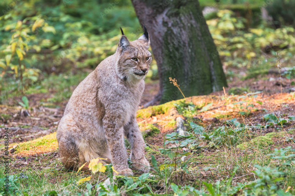 Obraz premium Eurasischer Luchs