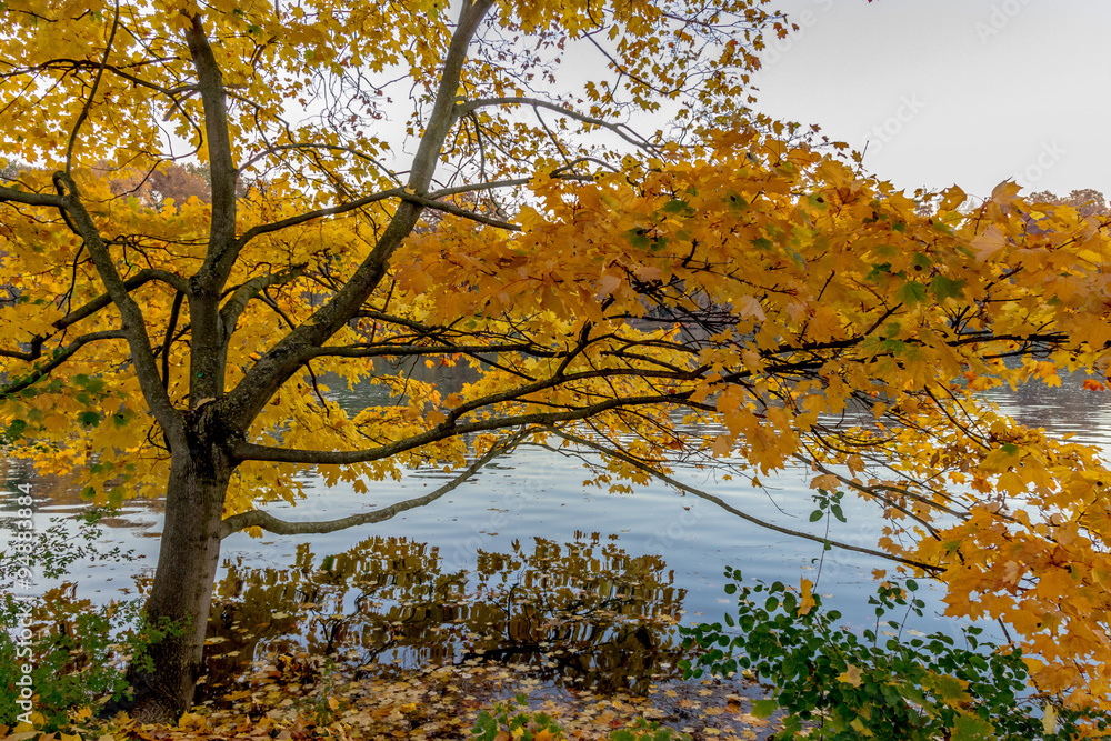 Fototapeta premium Couleurs d'automne sur le lac du Parc de la Tête-d'Or de Lyon