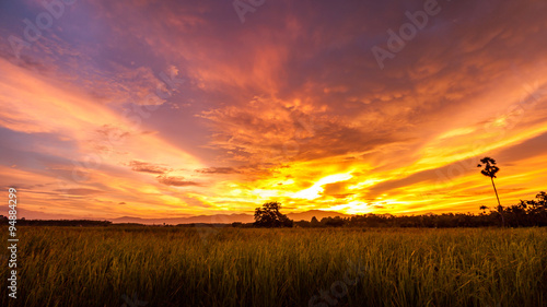 Rice field and sugar palm tree with evening sunlight