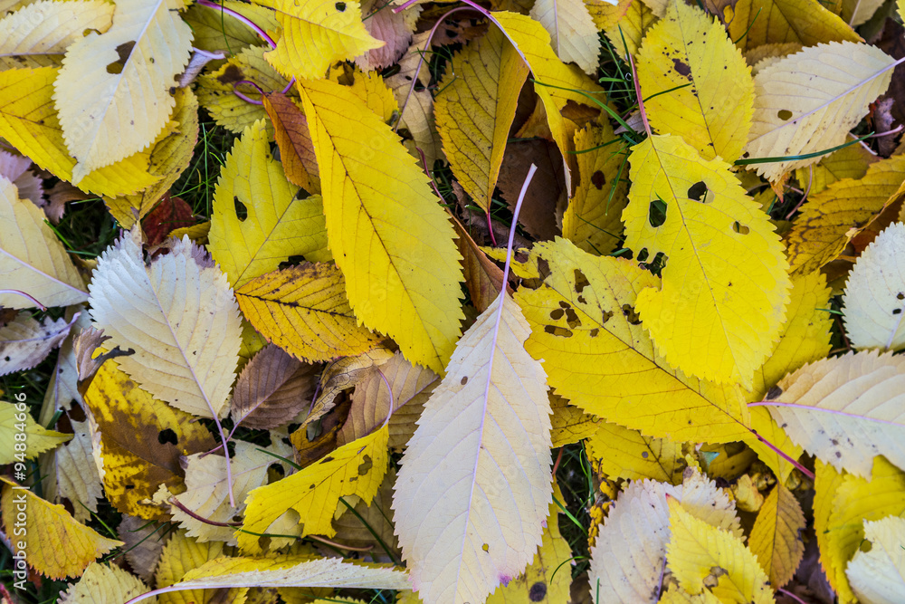 cherry tree leaves at the grass in harmonic autumn colors Stock Photo
