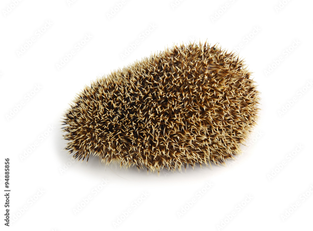 Hedgehog isolate on white background Hedgehog isolate on white background