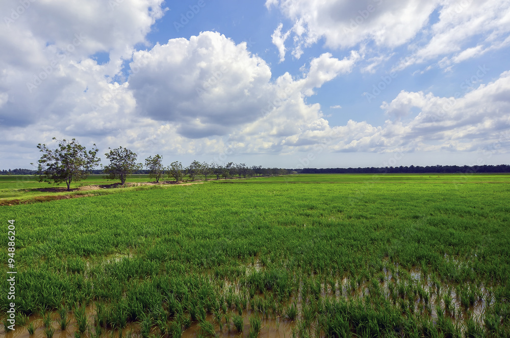 Green paddy filed with tree and blue sky landscape in Malaysia