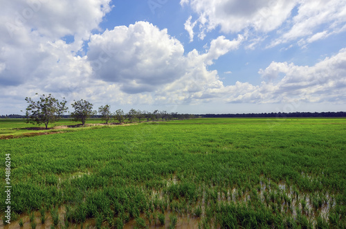 Green paddy filed with tree and blue sky landscape in Malaysia © nelzajamal