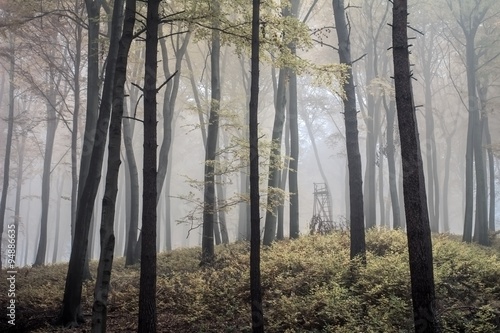 Misty autumn forest in Poland