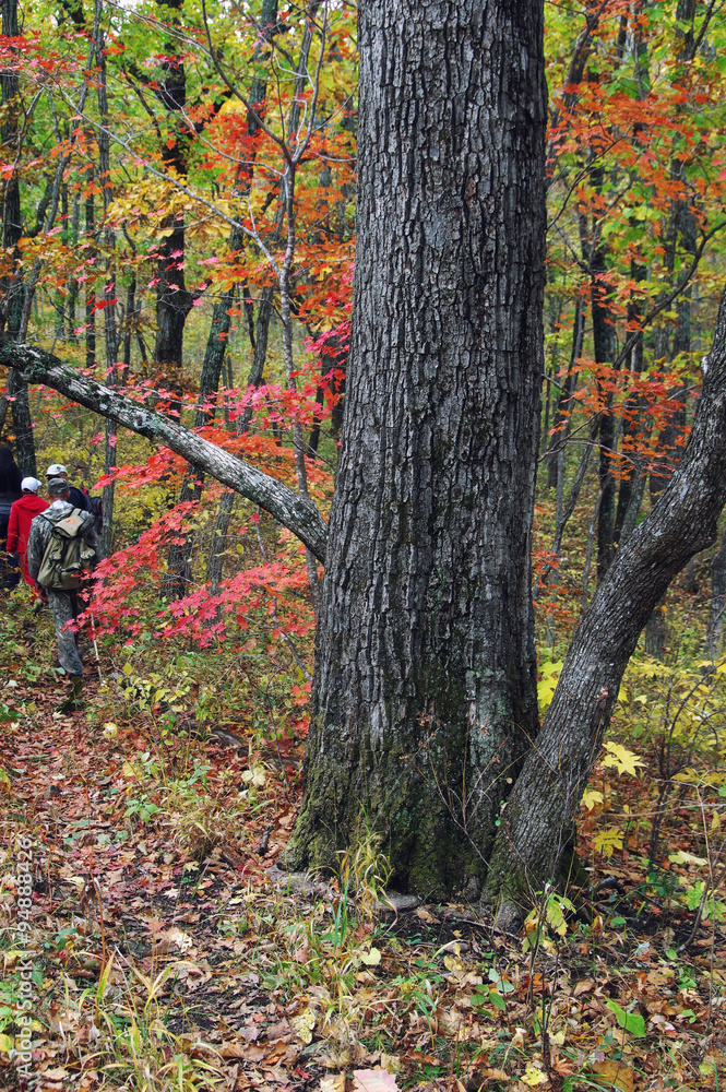 Fototapeta premium Big autumn oak