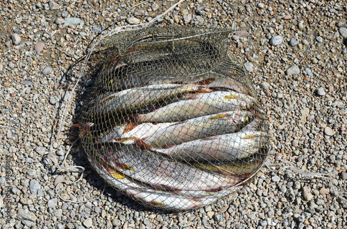 Fishing corf on with catch of Baikal grayling on the shore near the water photo