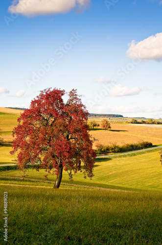 Fototapeta Naklejka Na Ścianę i Meble -  autumn landscape with tree in red