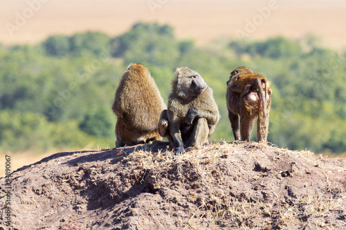 Baboons, Masai Mara © ivanmateev