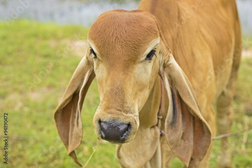 little calf standing on grassland and looking into the camera - young cow