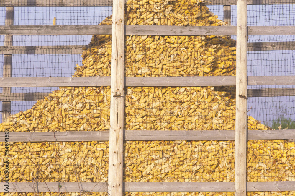 Mount of harvested corn behind a wire fence