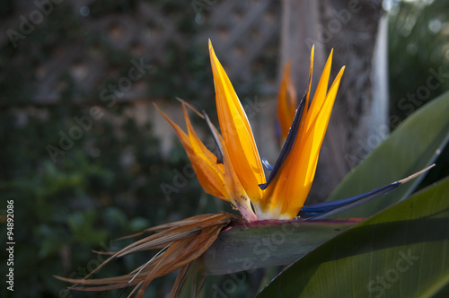 Bird of Paradise