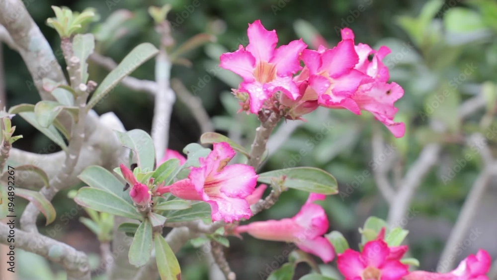 Pink Bignonia moving with soft breeze.(adenium obesum Balf.) Pink Bignonia moving with soft breeze.(adenium obesum Balf.)