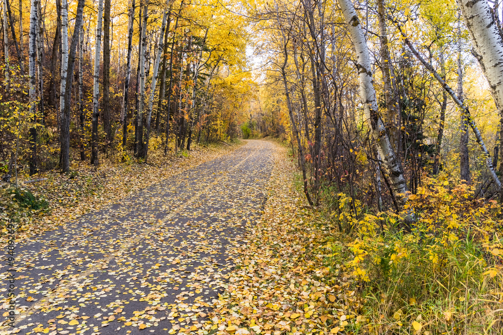 Obraz premium park trail in fall